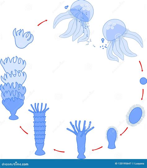 Developmental Stages of Jellyfish Life Cycle Stock Vector ...