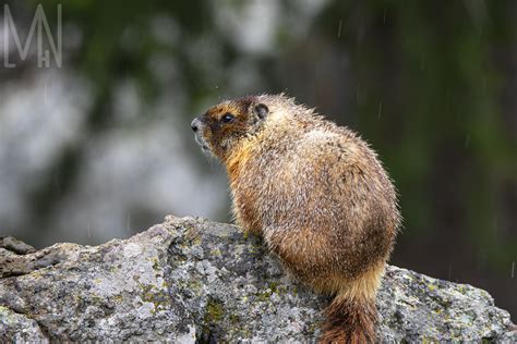 Wildlife in Yellowstone | Meghan L H Nelson Photography & Design