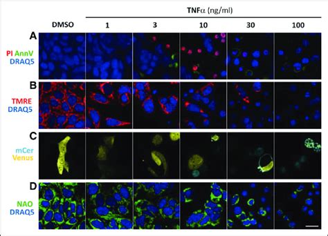 Image-based cell death assays. Example images of cells 24 h after TNFa... | Download Scientific ...