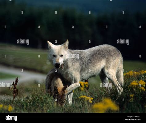 Timber wolf Canis Lupus with cub eating rabbit at the Highland Safari Park Stock Photo - Alamy