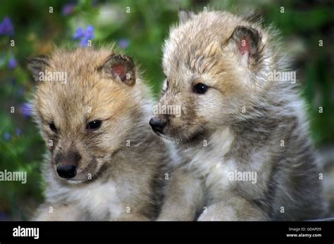 Arctic Wolf, canis lupus tundrarum, Pup, Alaska Stock Photo - Alamy