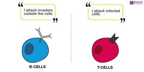 Acquired Immune System Diagram Cells Immune System Response