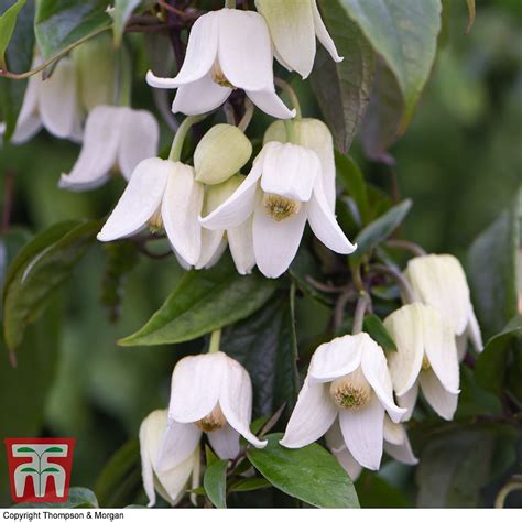 Clematis urophylla 'Winter Beauty' plants | Thompson & Morgan Clematis Plants, Clematis Flower ...