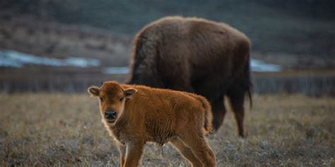 Wildlife of Yellowstone - Destination Yellowstone