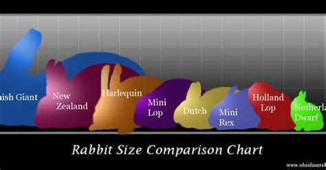 Rex Rabbit Color Chart