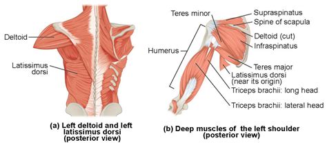 Muscles of the Pectoral Girdle and Upper Limbs | Anatomy and Physiology I