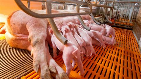 Why the pig industry uses farrowing crates