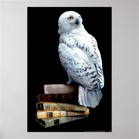 Hedwig on books poster | Zazzle.com