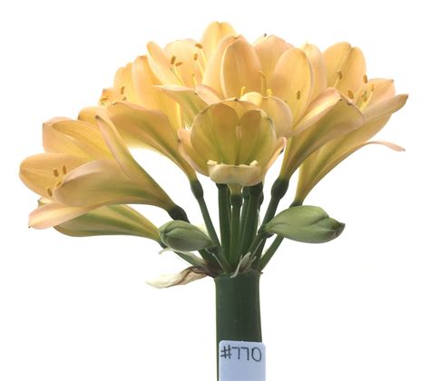 SH770 Light peachy pink Clivia miniata with medium green throat - Nick's Clivias