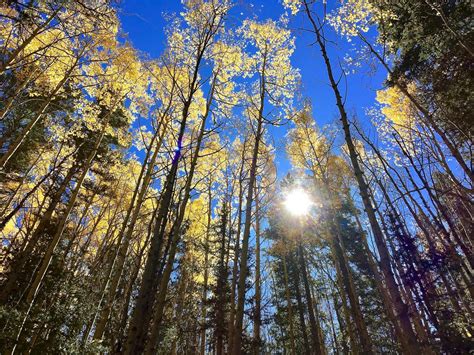 the sun shines through some tall trees