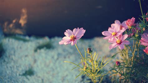 Flor Fondo de pantalla HD | Fondo de Escritorio | 1920x1080