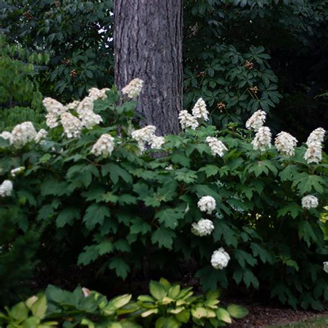 'Snow Queen' Oakleaf Hydrangea