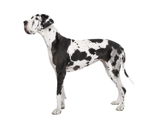 Harlequin Dog Breeds | The Smart Dog Guide