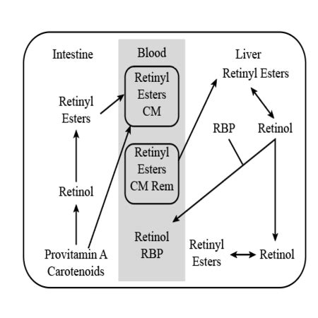 Illustrate the digestion, absorption, transport, and storage of Vitamin ...