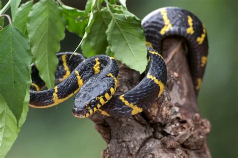 Golden ringed cat snake coiled around tree branch - Stock Image ...