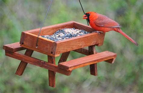 A Red Male Cardinal Eating Seeds on a Wooden Bird Feeder Stock Photo - Image of cardinal, wooden ...