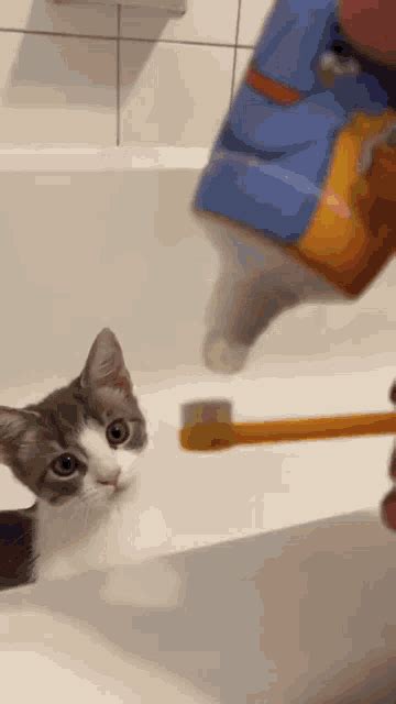 Cat Brush GIF - Cat Brush Cat Brushing Teeth - Discover & Share GIFs