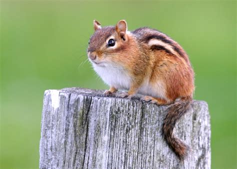 Bill Hubick Photography - Eastern Chipmunk (Tamias striatus)