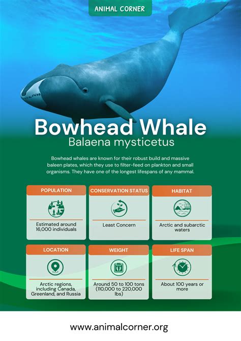 Bowhead Whale - Facts, Diet & Habitat Information