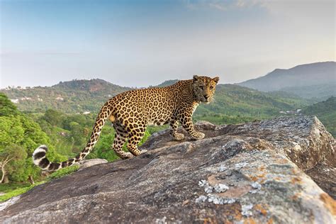 Indian Leopard On Rock, Nilgiri Biosphere Reserve, India Photograph by Yashpal Rathore ...