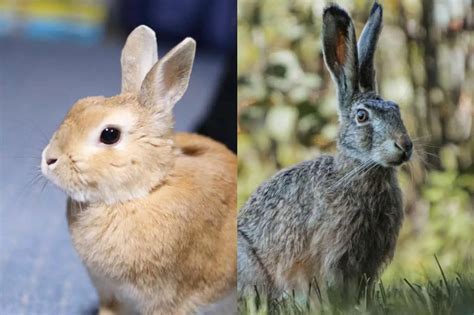 Jackrabbit VS Rabbit: Know the Similarities and Differences