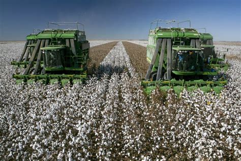 Cotton Harvest with a Harvester Machine Editorial Photo - Image of cotton, ball: 215464601