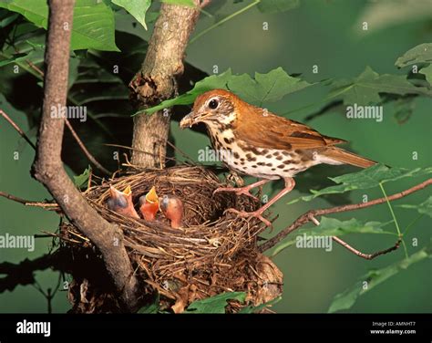 Wood Thrush Feeding Nestlings Stock Photo - Alamy