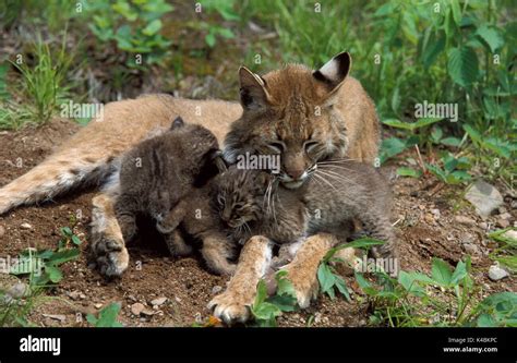 Bobcat (Lynx rufus) - captive, mother and cubs outside den, young are 5 weeks old, nursing ...