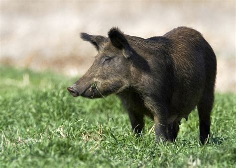 Wild hogs are more than a mere nuisance | Mississippi State University Extension Service