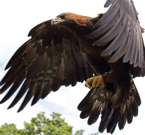 Golden Eagle - Germany's national animal. … | Eagle in flight, Eagle, Eagles