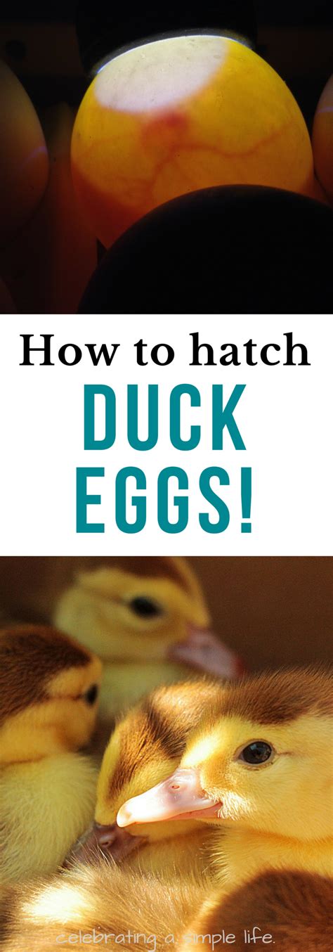 Hatching Duck Eggs in an Incubator with High Hatch Rates | Hatching duck eggs, Duck eggs ...