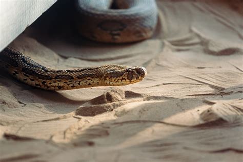 When is Snake Season? A Complete Guide to Predicting Snake Sightings ...