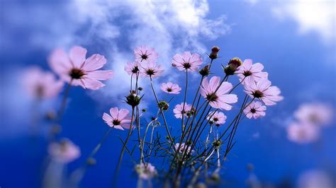 blue, Sky, Flowers, Plants Wallpapers HD / Desktop and Mobile Backgrounds