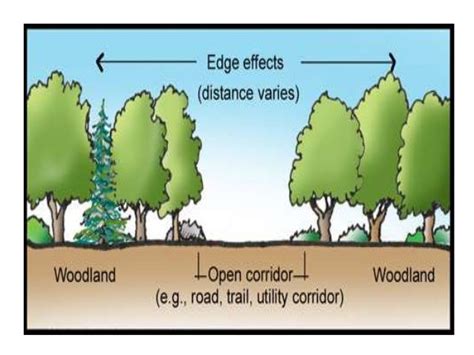 Ecotone and edge effects & ecological succession