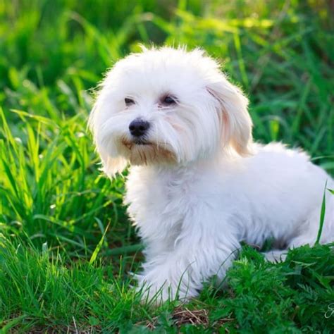 White Maltese dog😍😍😍 | Maltese dogs, Maltese puppy, Dogs