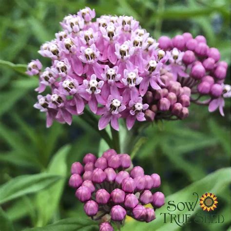 Milkweed Seeds - Swamp | Sow True Seed