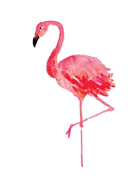 How to draw flamingo, Flamingo, Colorful drawings