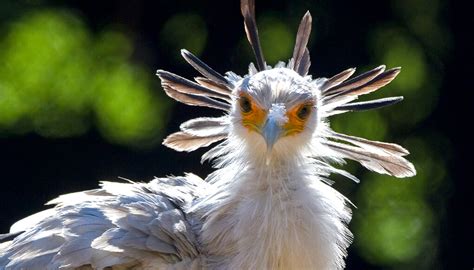 Secretary bird | San Diego Zoo Kids