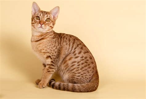 Ocicat Breed Profile - Cat-World