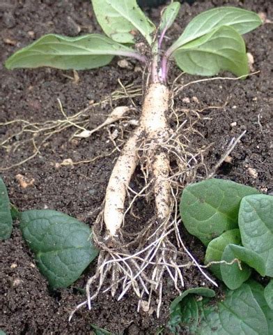 Mandrake Root – Richo's Blog