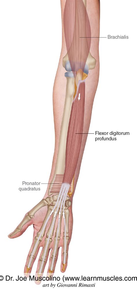 Flexor Digitorum Profundus - Learn Muscles