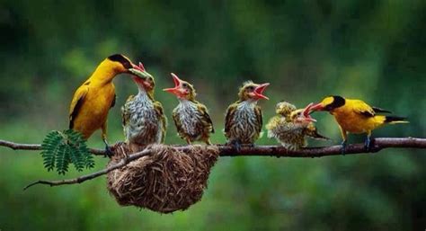 Happy Family ! | Animals beautiful, Beautiful birds, Colorful birds