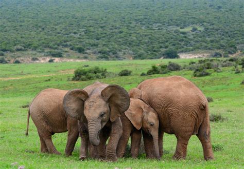 Addo Elephant National Park, South Africa: The Complete Guide