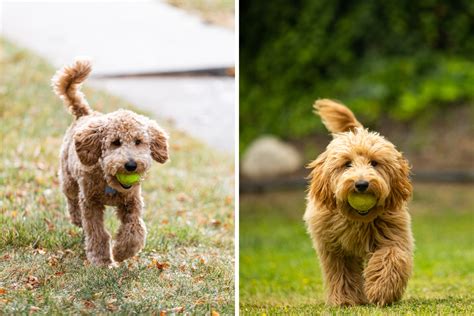 What Is The Difference Between A Labradoodle And A Goldendoodle