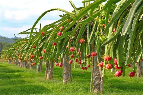 Diy Trellis For Dragon Fruit - Design Talk