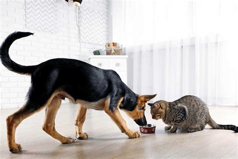 Fear Free Behavior: My Dog Eats Cat Food and Cat Feces | Fear Free ...