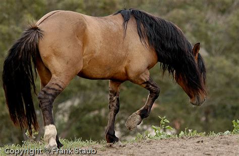 Sorraia mustang | Horses, Wild horses, Horse breeds