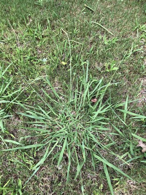 Different Types of Crabgrass (With Pictures) | CrabgrassLawn