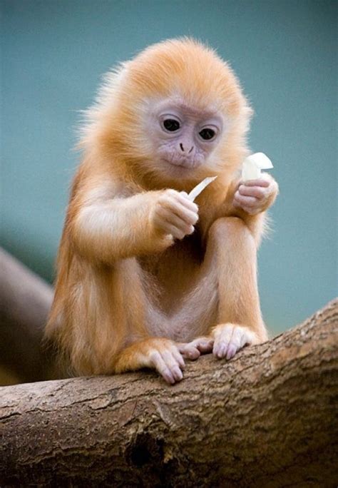 The cutest! | Cute animals, Baby animals, Funny animals