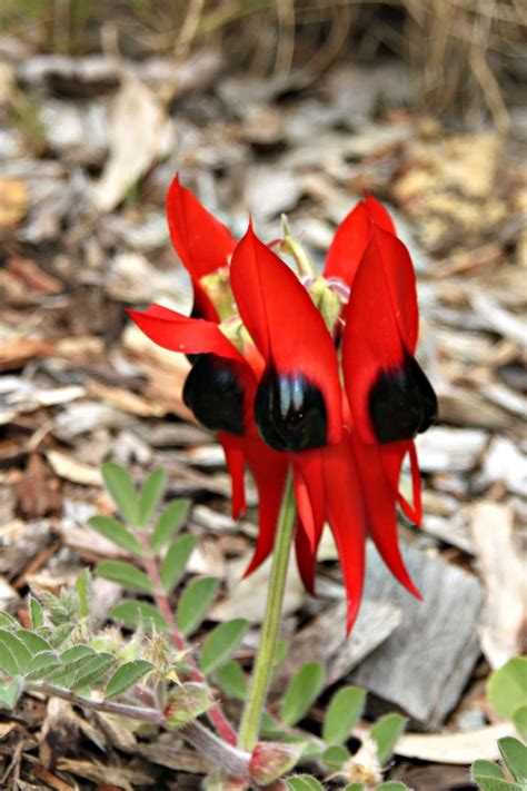 The incredible Wildflowers of Western Australia - West Australian Explorer